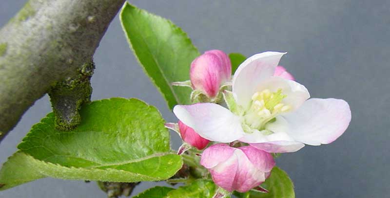 Pommier Fleur La Cité De Larbre